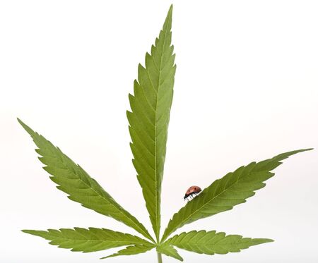 ladybug on cannabis leaf isolated on whiteの写真素材