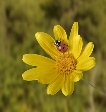 ladybug on a yellow flower in the fieldの写真素材