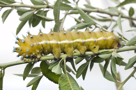 Caterpillar of Giant Peacock Moth  on an almond tree branch with leavsの写真素材