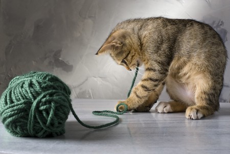 kitten playing with a green wool ball on a marble surface and gray backgroundの写真素材