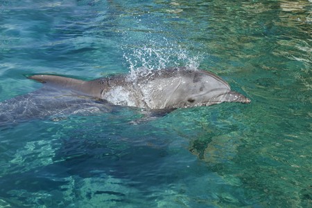 Bottle-nosed dolphin in the Red sea.の写真素材