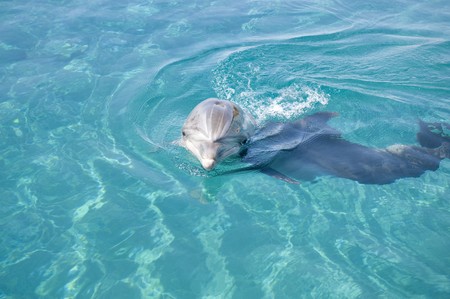Bottle-nosed dolphin in the Red sea.の写真素材