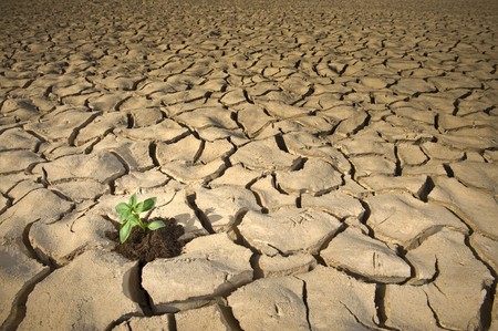 small Basil plant in apile of soil on a cracked soil surfaceの写真素材