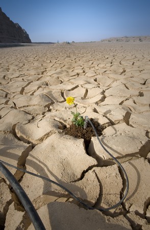 small plant with yellow flower cracked soil with drip irrigation systemの写真素材