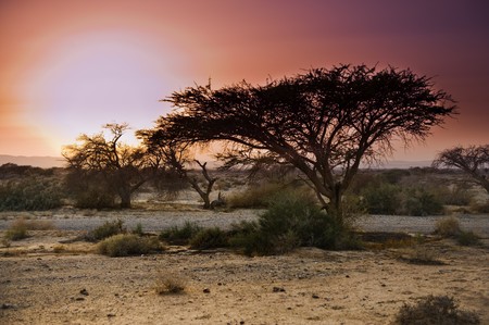 Sunset at the Savannah like Arava in the Negev desert, Israelの写真素材