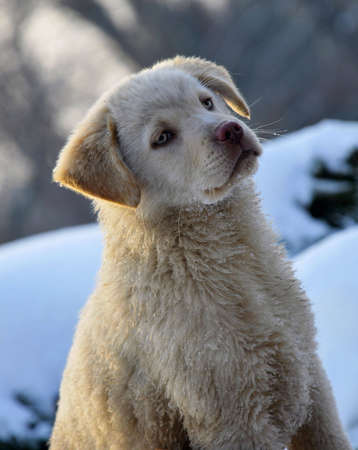 Puppy eyes