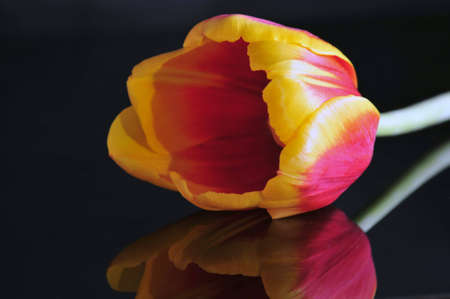 Close up of red and yellow tulip with reflections on black mirror surface の写真素材