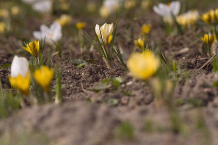 white and yellow small flowers field, early days of march