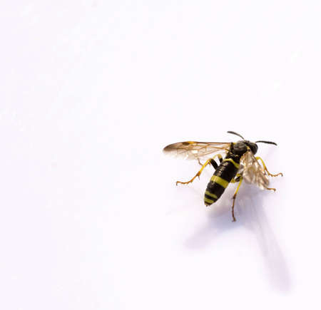 closeup on a beautiful small wasp, reflected on a white backgroundの写真素材