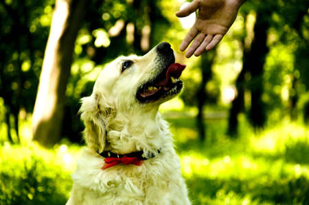 the best friend anyone could ask, a loyal golden retrieverの写真素材