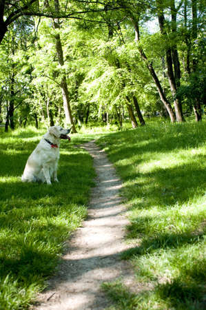 resting in the shadows of the big treesの写真素材