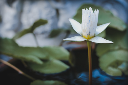 Beautiful Blossom White Lotus with leafs  in the Pondの写真素材