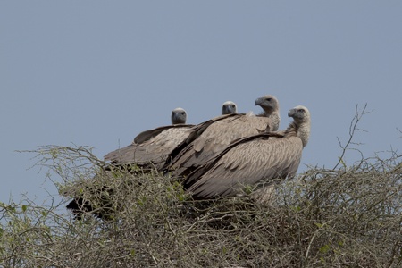 Cape Griffon Vultures sitting on a tree looking over their shoulderの写真素材