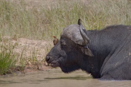 African Buffalo lying in a pool of water with an oxpicker on its noseの写真素材