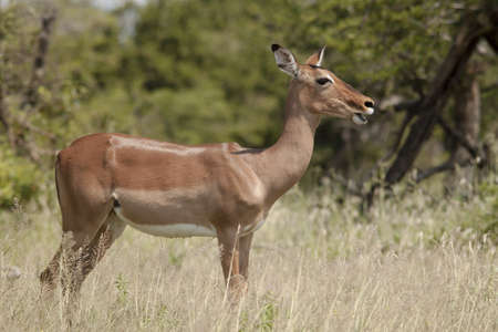 Female Impala standing in the sunの写真素材