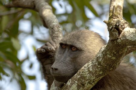 Baboon looking through a branch in the treeの写真素材
