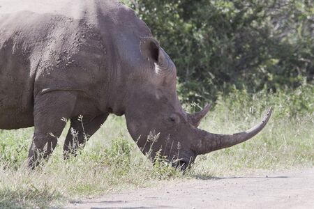 White Rhino eating grass on the side of the roadの写真素材