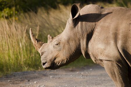 White Rhinoceros standing watching the yellow sun go downの写真素材