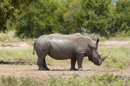 White Rhinoceros coming out of a pool of mudの写真素材