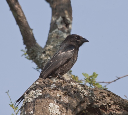 Fork Tailed Drongo sitting on a branchの写真素材
