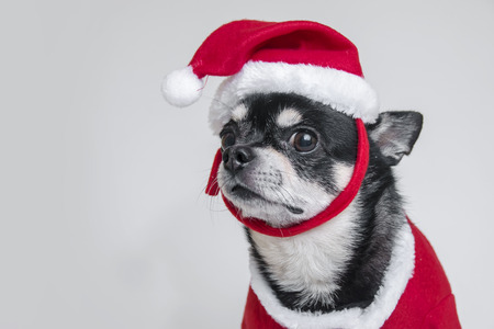 Cute chihuahua dressed in Christmas costume over white backgroundの写真素材
