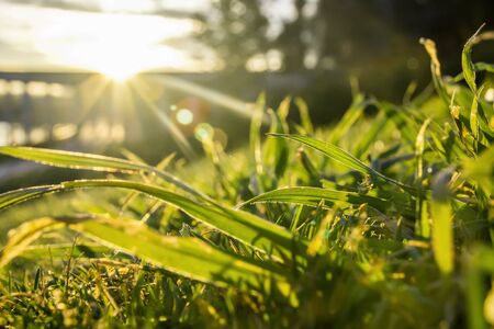 Grass detail texture under sunset lightの写真素材