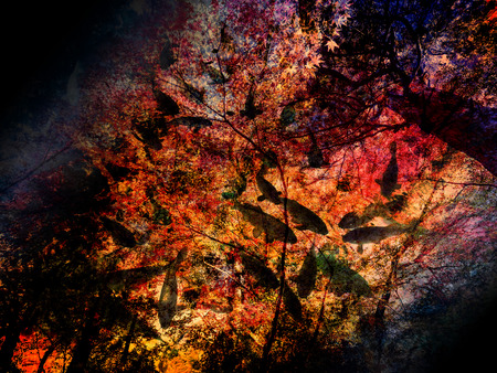 Background image of autumn leaves and carpの写真素材