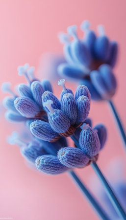 A close-up of lavender flower buds in shades of purple,  set against a soft pink background.の素材