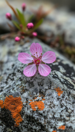 A single pink flower with delicate petals rests atop a mossy rock, displaying its vibrant color against a backdrop of gray and orange lichen.の素材