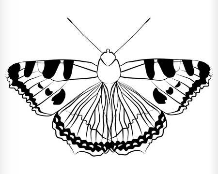Butterflyのイラスト素材