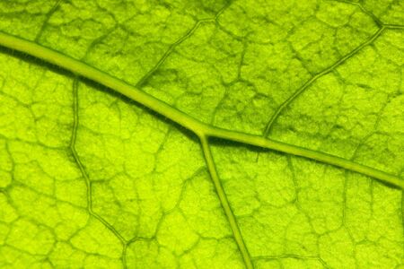 Leaf