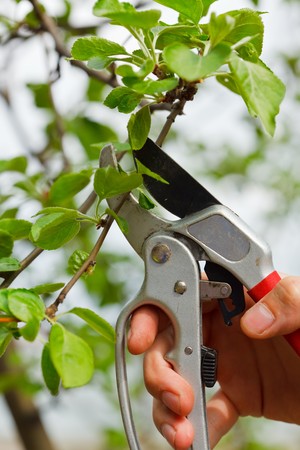 Gardeningの写真素材