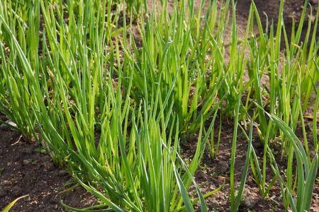 Onions Growing In The Gardenの写真素材