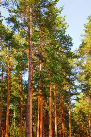 Beautiful pine forest, summer serenity in the country side.の写真素材