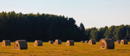 Landscape with the haycocks on the field の写真素材