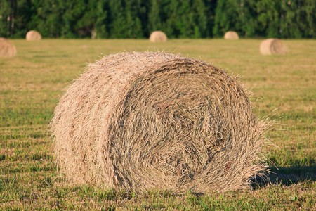 Harvestの写真素材