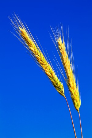 stems of the rye over the bright blue skyの写真素材