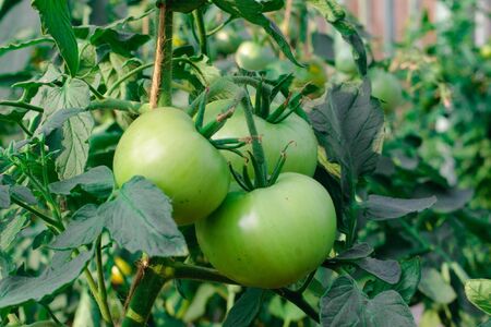 Green tomatoes hanging from branch in the backyard