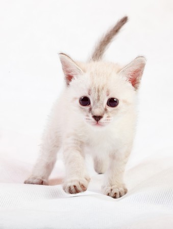 Little cat on white backgroundの写真素材