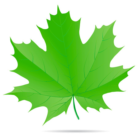 Green maple leaf isolated on a white background.のイラスト素材