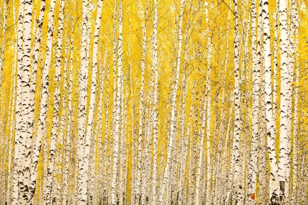 Autumn birch forestの写真素材