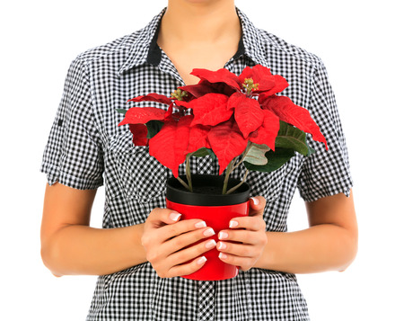 female holds a poinsettia, white background, copyspaceの写真素材