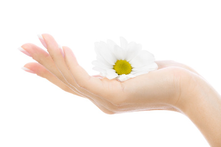 Female hand with a chrysanthemum isolated on a white background の写真素材