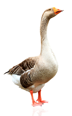 Closeup shot of a big adult gray goose, isolated on white backgroundの写真素材