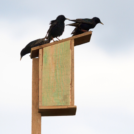 Starlings on a wooden birdhouse