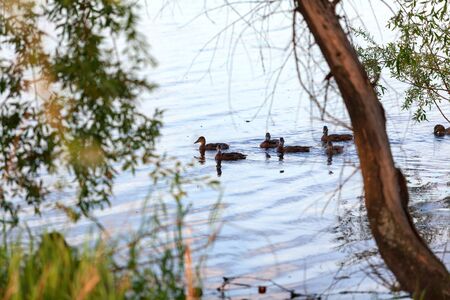 Wild ducks swim on forest lakeの写真素材