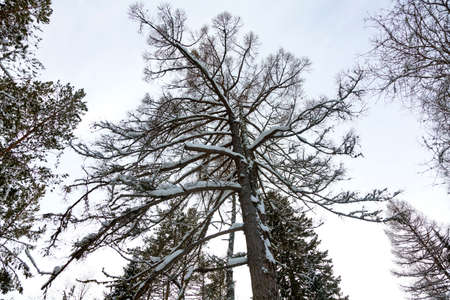 Tall trees in a winter forest