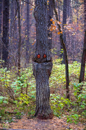 Smiling fir tree. Spirit of the forest