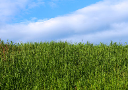 Green grass on a background of blue sky with white clouds in summerの写真素材