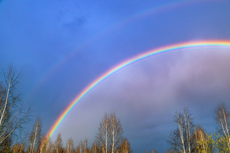 Bright double rainbow over the birch forestの写真素材